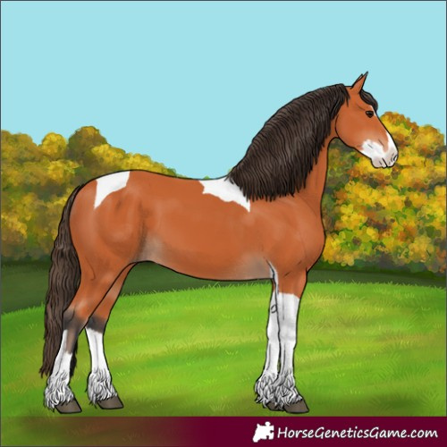 Horse Color:Bay Splash Tobiano