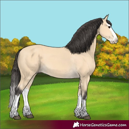 Horse Color:Buckskin Splash 