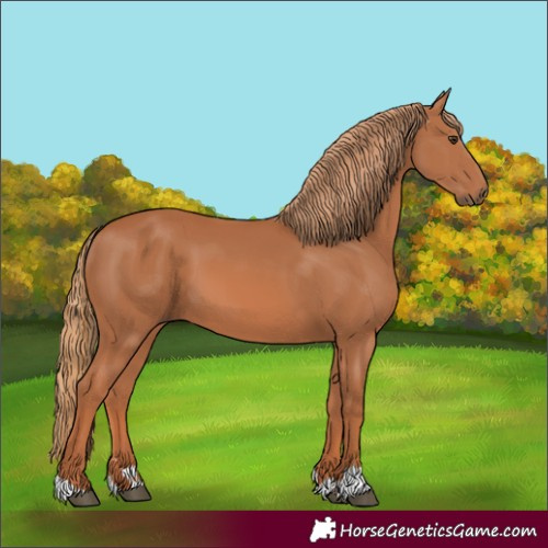 Horse Color:Chestnut 