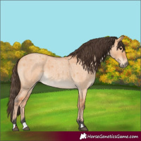 Horse Color:Unknown 