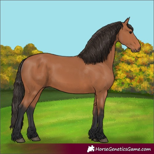 Horse Color:Bay 