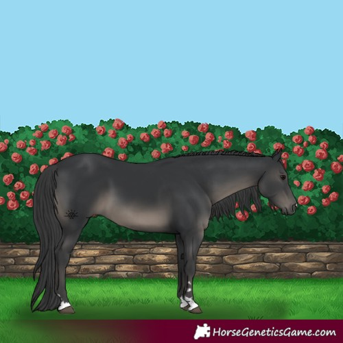 Horse Color:Black 