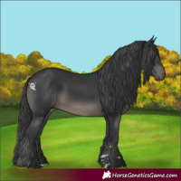 Horse Color:Black 