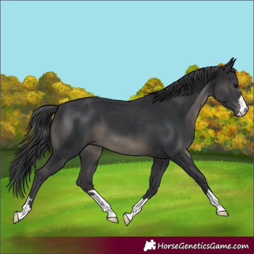 Horse Color:Black 