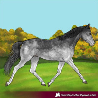 Horse Color:White Spotted Black