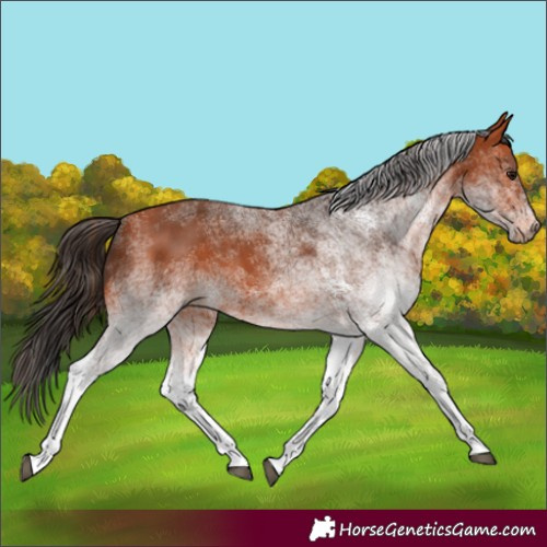 Horse Color:White Spotted Bay