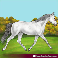 Horse Color:White Spotted Bay Sabino Frame