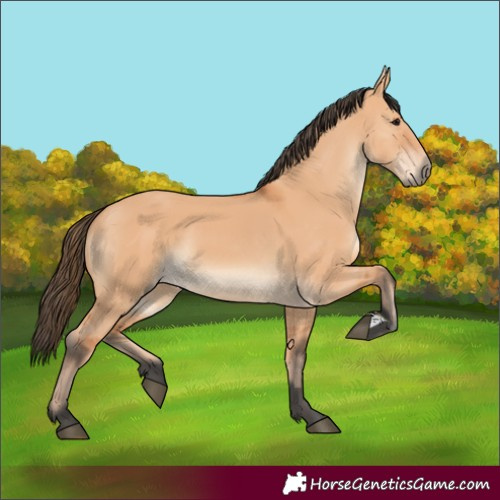 Horse Color:Bay Dun 