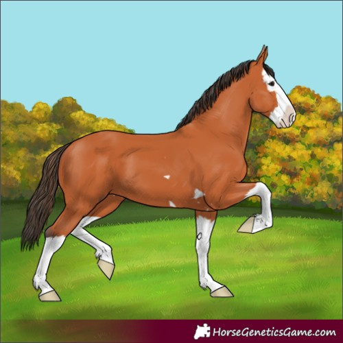 Horse Color:Bay Splash 