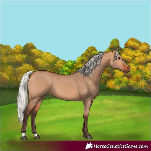 Horse Color:Silver Bay Dun 