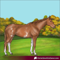 Horse Color:Unknown 