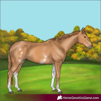 Horse Color:White Spotted Chestnut 