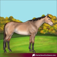 Horse Color:Bay Dun 