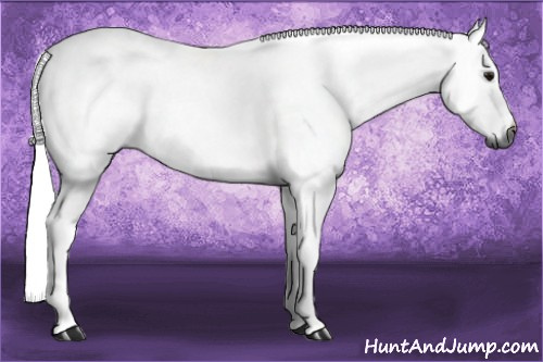 Horse Color:Gray Bay 