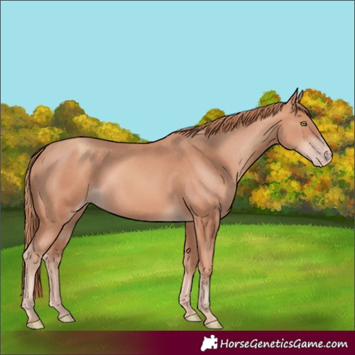 Horse Color:Unknown 