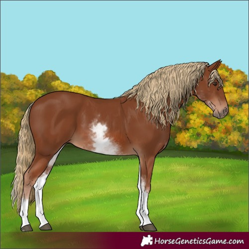 Horse Color:White Spotted Chestnut 