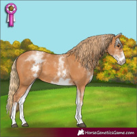 Horse Color:White Spotted Chestnut 