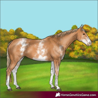 Horse Color:White Spotted Chestnut 