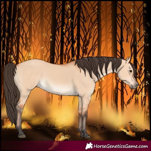 Horse Color:Bay Dun 