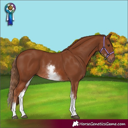 Horse Color:White Spotted Chestnut 