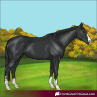 Horse Color:Black 