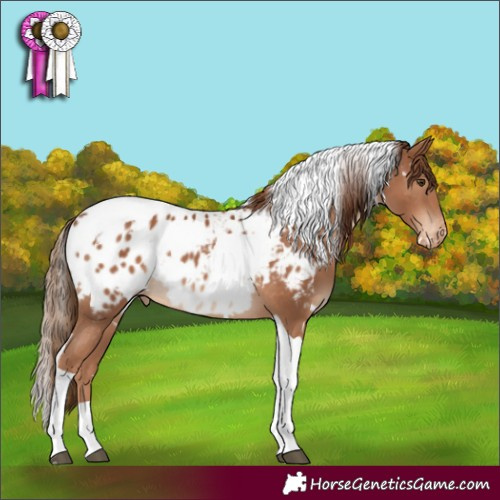Horse Color:White Spotted Chestnut Tobiano Appaloosa 