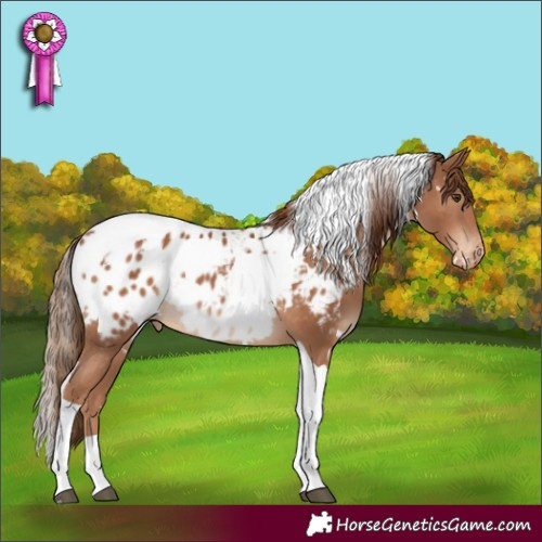 Horse Color:White Spotted Chestnut Tobiano Appaloosa 