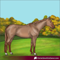 Horse Color:Red Dun 