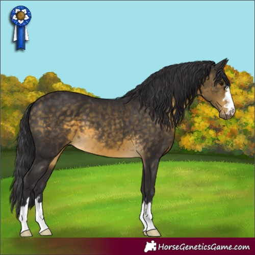 Horse Color:Buckskin 