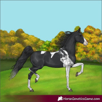 Horse Color:Black Splash Tobiano 