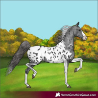 Horse Color:Black Splash Tobiano Appaloosa
