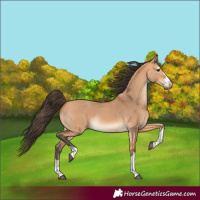 Horse Color:Bay Dun 