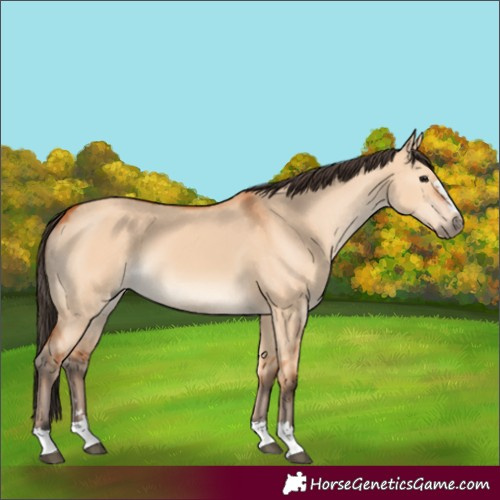 Horse Color:Bay Dun