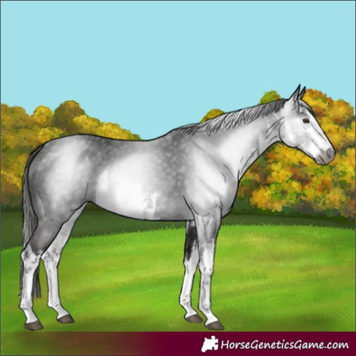 Horse Color:Gray White Spotted Liver Chestnut 