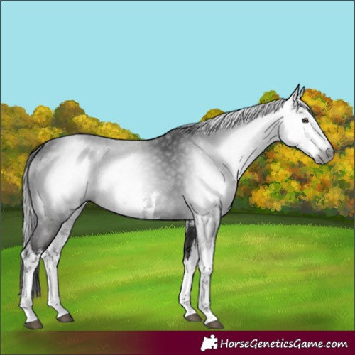 Horse Color:Gray White Spotted Liver Chestnut 