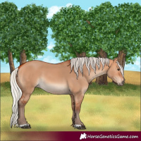 Horse Color:Silver Bay Dun