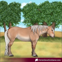 Horse Color:Silver Bay Dun