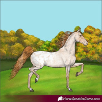 Horse Color:Red Roan Appaloosa