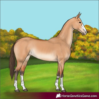 Horse Color:Bay Dun