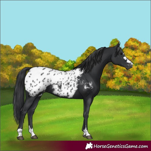 Horse Color:Unknown