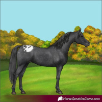 Horse Color:Unknown 