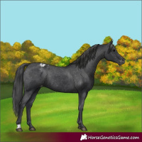Horse Color:Unknown 