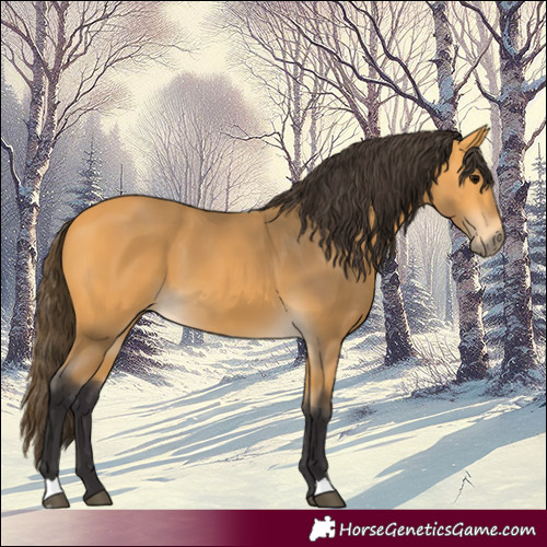 Horse Color:Buckskin