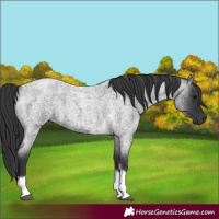 Horse Color:Blue Roan Tobiano Frame 