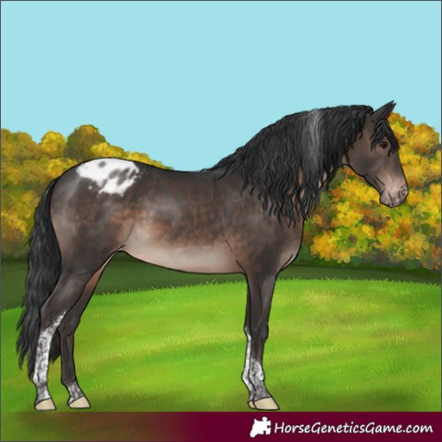 Horse Color:Brown Tobiano Appaloosa 