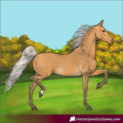 Horse Color:Silver Buckskin 