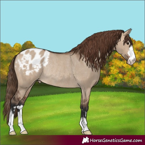 Horse Color:Brown Dun Varnish Rabicano 