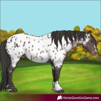 Horse Color:Platinum Liver Chestnut Appaloosa