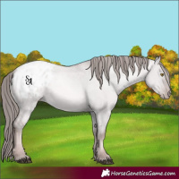 Horse Color:Platinum Liver Red Dun Pearl Appaloosa 