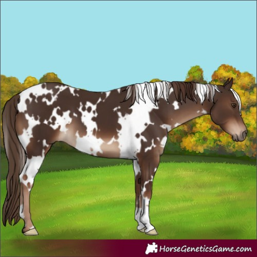 Horse Color:White Spotted Liver Chestnut 